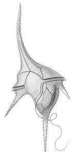A diagram of a dinoflagellate, there is a center body with two perpendicular flagellate, and one curly, thin tail