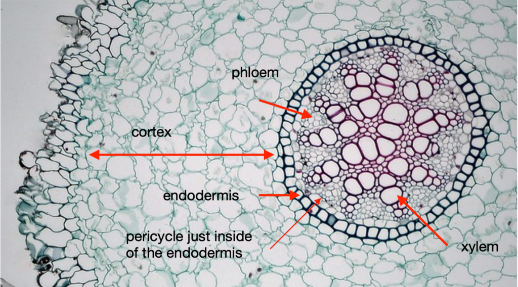 Labeled photo of microscopic image of a root hair. The xylem are red thick walled cells, the cortex is the general area of the cross section, and the pholem is inside a center