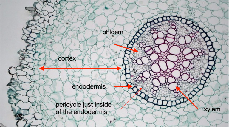 Chapter 8: Vascular plant anatomy: primary growth – Inanimate Life