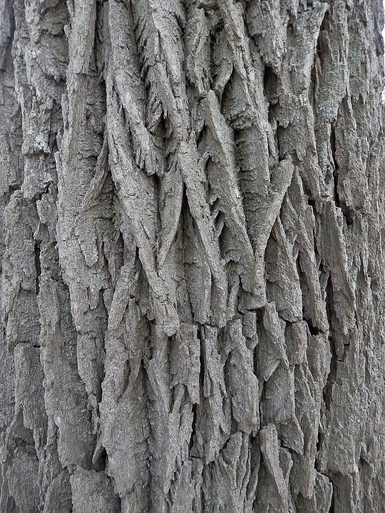 The rigid, ashy gray bark of a tree trunk