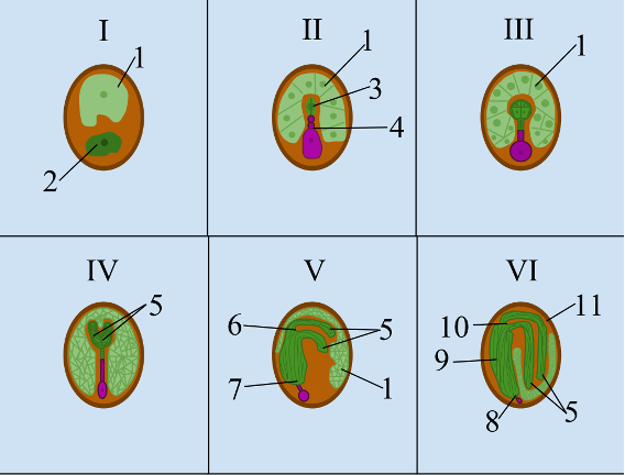 A diagram of six stages of development of a seed, from zygote stage to mature embryo