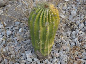 A prototypical cactus, green, rigged exterior with thin spikes. The cactus grows from stoney ground.