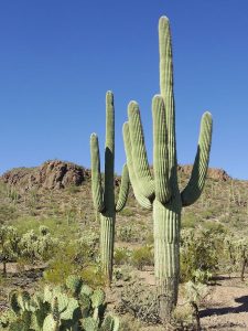 Two tall, green cactuses with several shorter arms that extend upwards and spikes