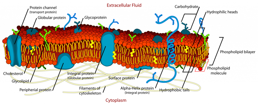 Diagram cross section of a cell membrane. The majority is red phospholipid bilayer, there are large blue protein and protein channels, and green glycolipids.