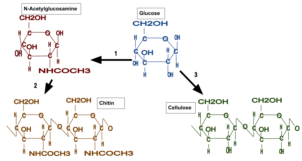 1.The transition between glucose and N-Acetylglucosamine 2. The polymerization of N-Acetylglucosamine to chitin 3.The polymerization of glucose to cellulose.