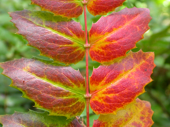 A leaf in the procces of dying, turning red and yellow