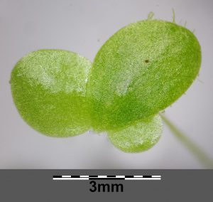 Green, three leafed duckweed plant that is measured 3 mm in diameter