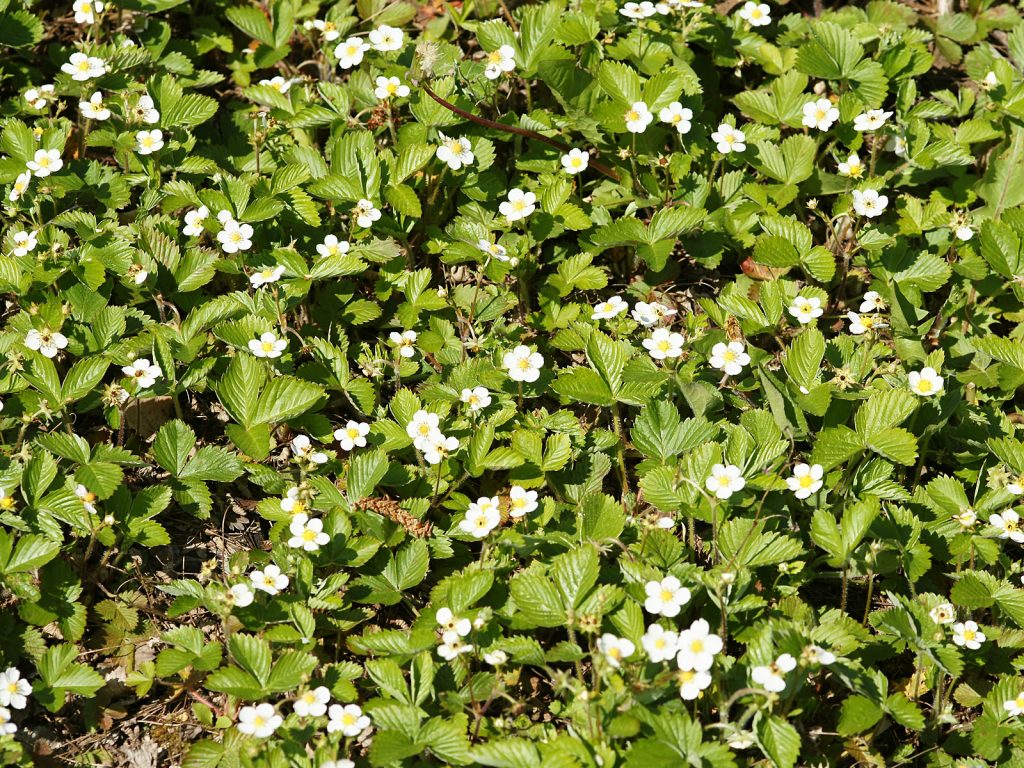 Berries growing amidst live dark green leaves and dead brown leaves