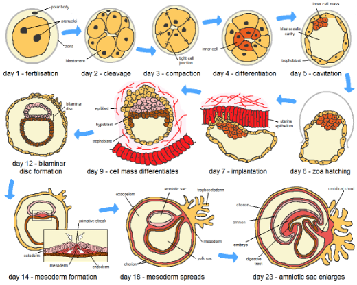 A diagram that shows the different stages of human zygote development starting with fertilization and showing the journey to the amniotic sac enlarging