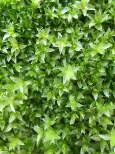 a collection of green moss with bladed leaves