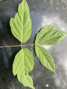 five large green leaves on a stem