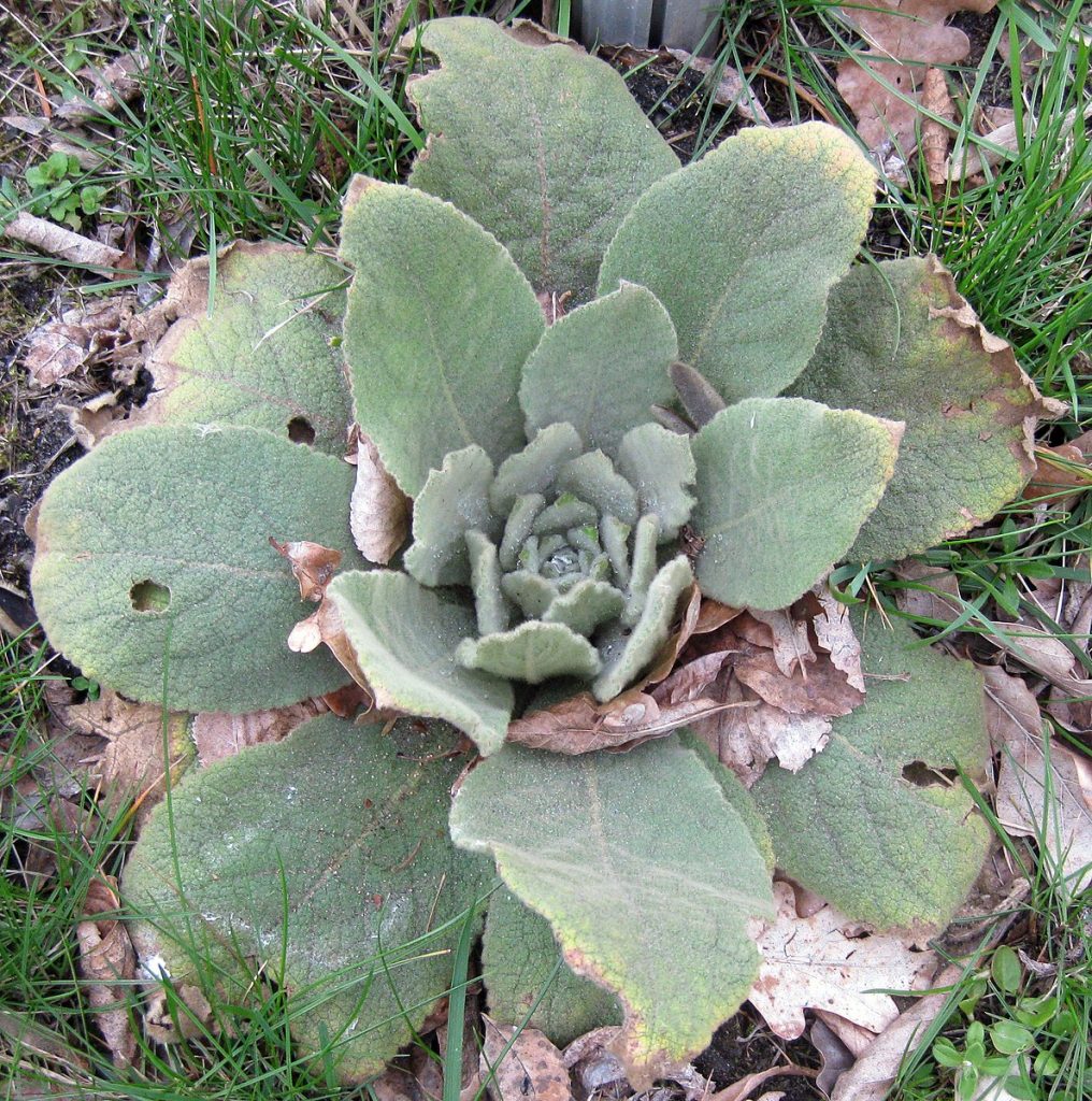 A short stemed mullen weed thats green leaves flower out from the center, they are riddled with holes