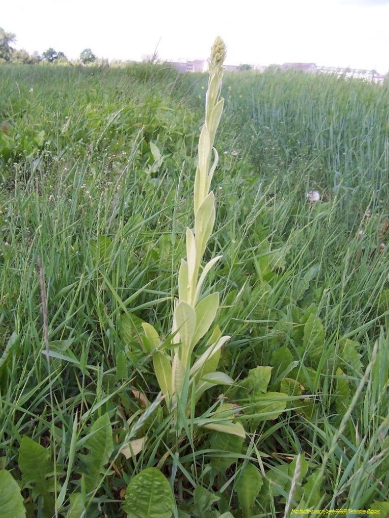 A mullen weed with light yellow-green leaves that extend over a meter into the air