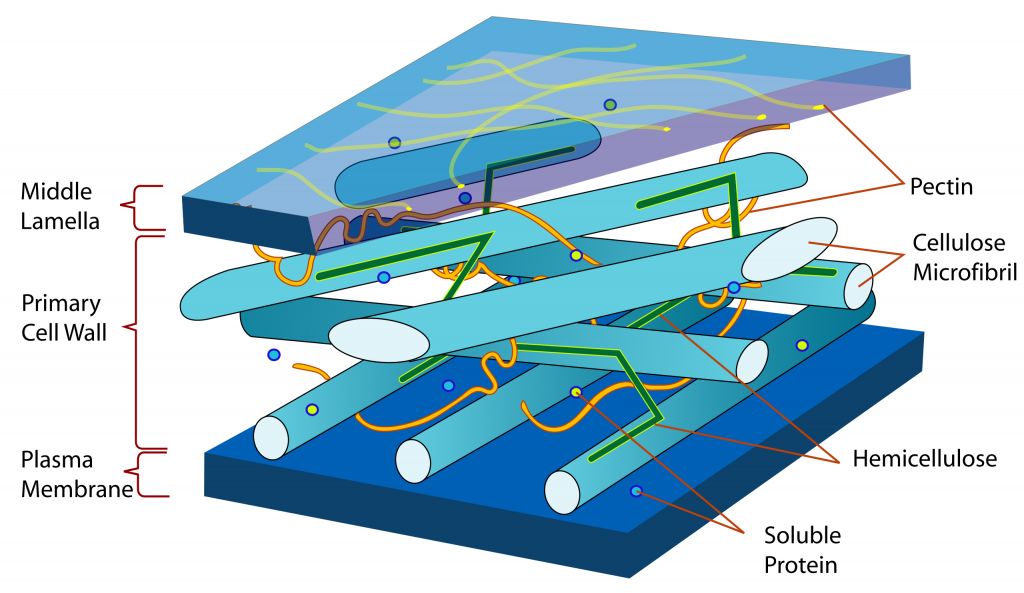 Section of the cell wall in a plant cell, this includes the middle lamella, primary cell wall, and plasma membrane