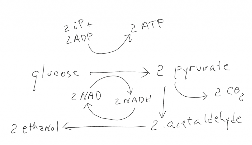 The chemical formula for alcoholic fermentation