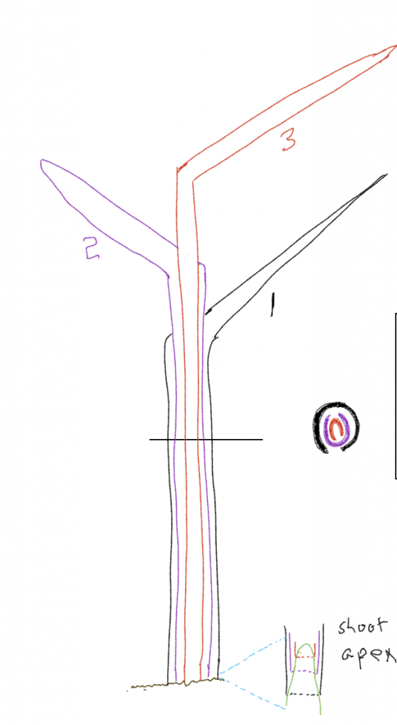 An illustration of shoot and apex of grass, including a cross-section