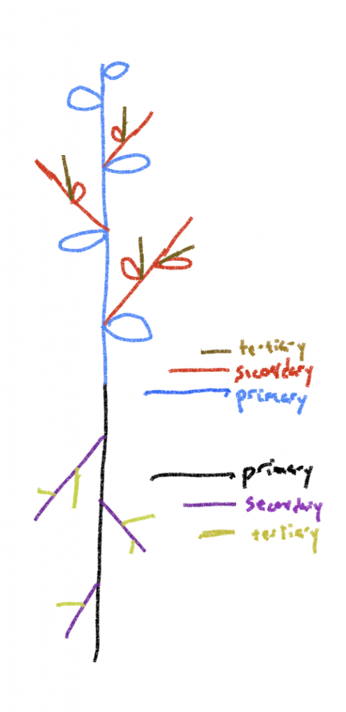 diagram depicting primary, secondary, and tertiary stems and roots.