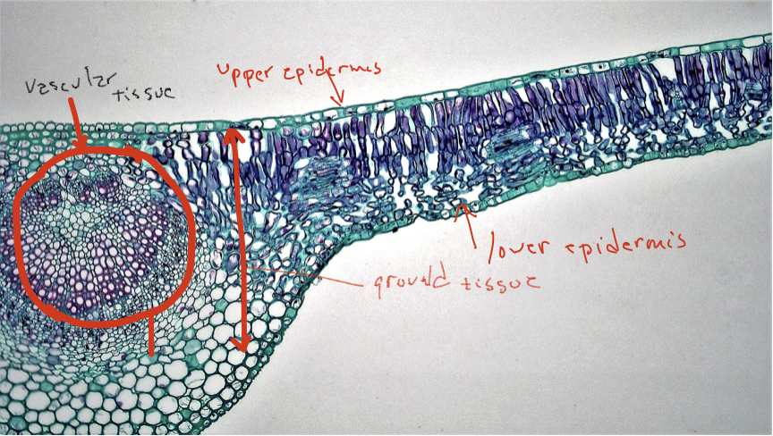 labeling primary growth structures ground tissue