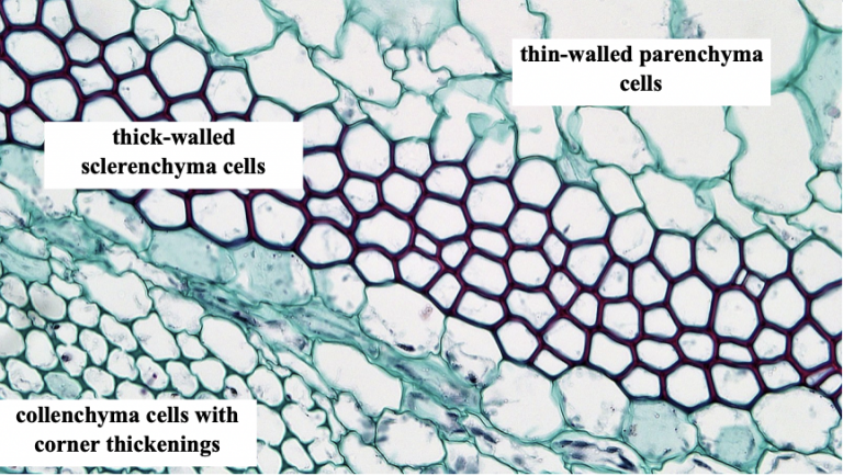 Chapter 6: Organ, Tissue, and Cellular Structure of Plants – Inanimate Life