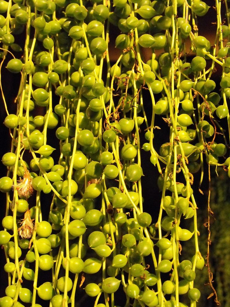 A group of string of pearl leaves, they are green and grow on vine-like stems in spherical leaves