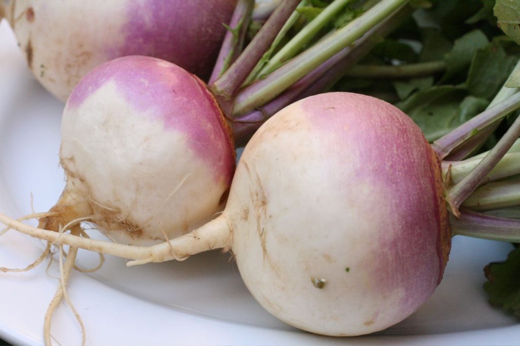 A close up of three turnips on a plate. Their bulbs are dark pink/purple at the top and white at their roots which extend off the photo; they have green stalks growing from the bulb