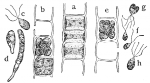 Diagrm marking the different elements in green algae Ulothrix's cells