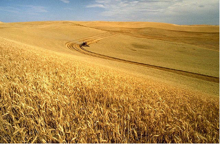 A tractor driving through a golden field of wheat, the tracks of the tractor indent the wheat