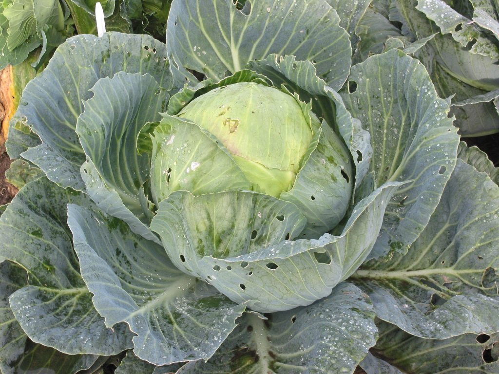 A cabbage head with many leaves, closer to the head of the rosette the leaves are light green but the outer leaves are darker