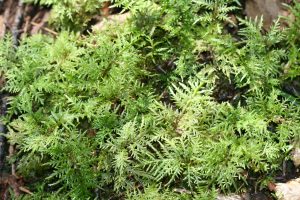 a collection of green moss with long stems