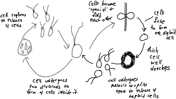 A diagram displaying the cycle of cells splitting four times over