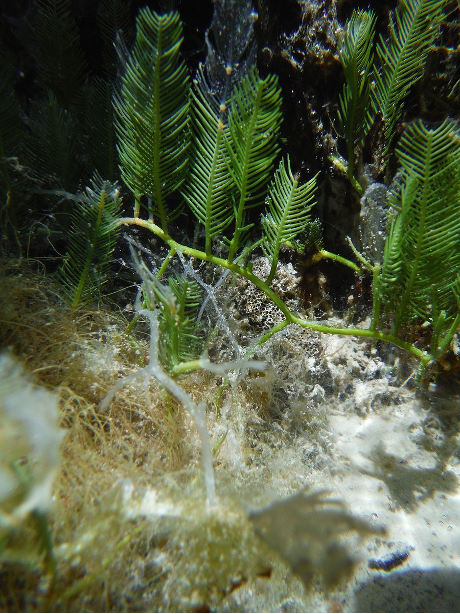 A green moss with leaves that grow upward from the stem