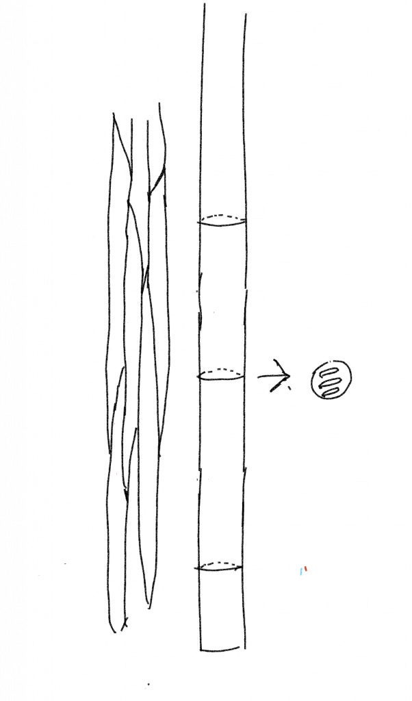 Vessel tube and cross section of trachieds