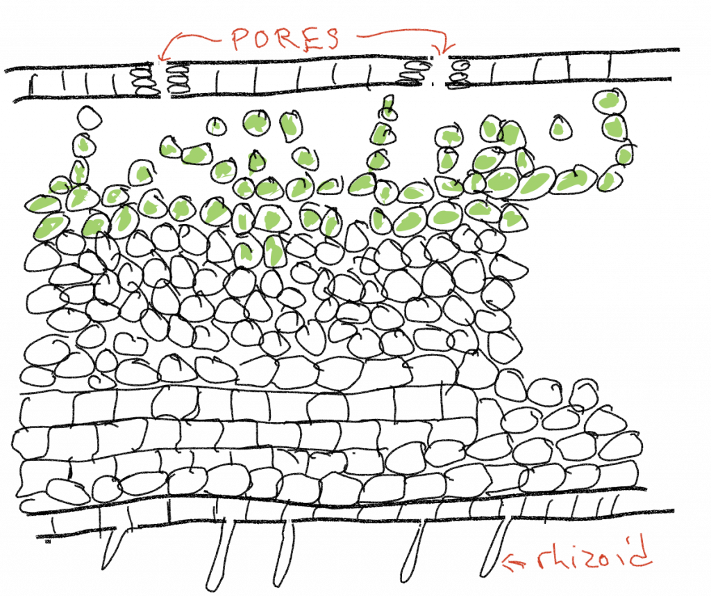 A cross section of cell walls that show the pores in the cell wall, and protruding rhzoids