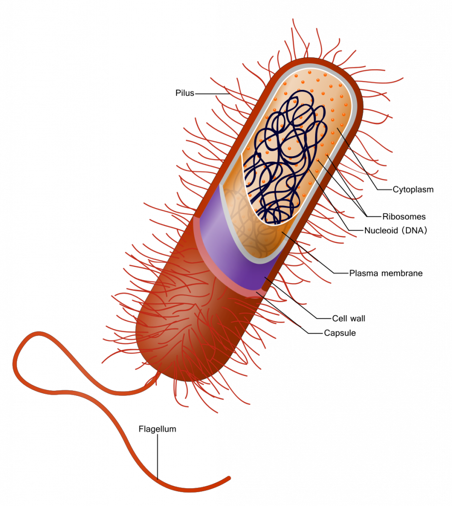 Chapter 17 Sex Evolution And The Biological Species Concept Inanimate Life 1246