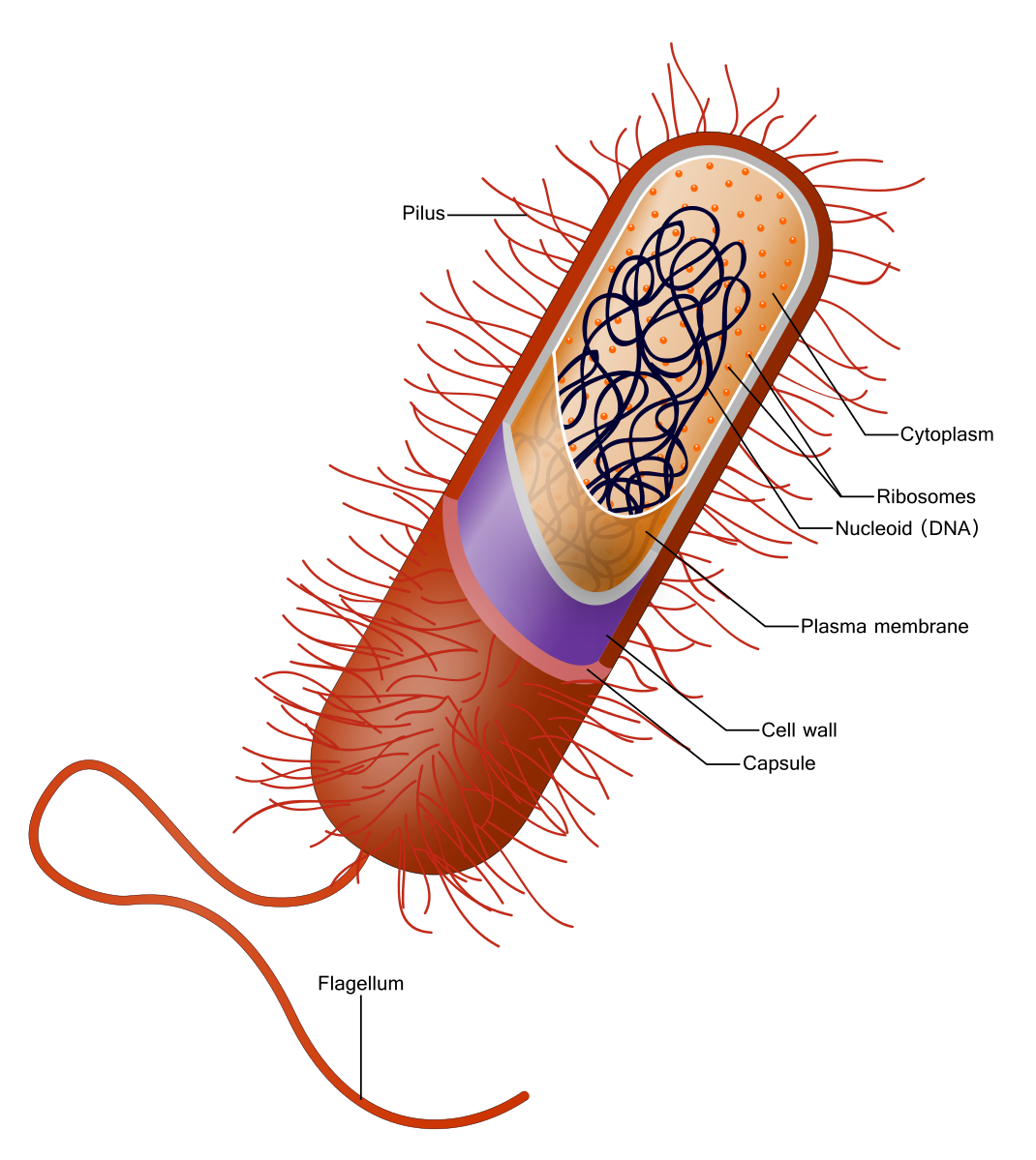 Red bacteria illustration marks each of the parts, internal and external, such as the whip tale (flagellum), the hair-like pilus growing off the surface, the capsule, cell wall, plasma membrane, nucleoid, ribosomes, and cytoplasm