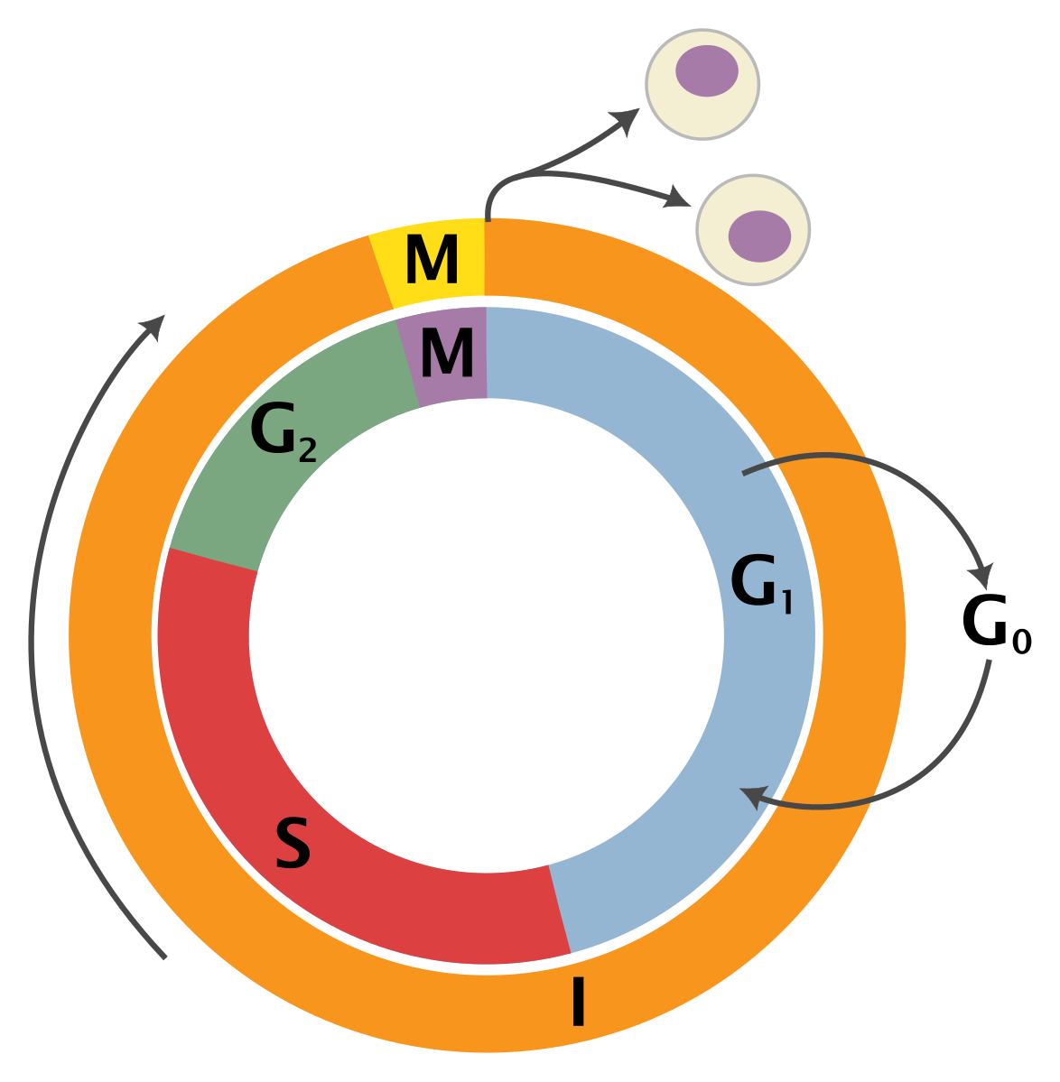 The cell cycle: the outer ring divides cellular activities into two phases, interphase and mitosis. The inner ring separates interphase into ‘gap’ or growth stages (G1 and G2) a synthesis (S) stage. During interphase a cell must acquire materials and synthesize molecules to be partitioned between the two daughter cells.