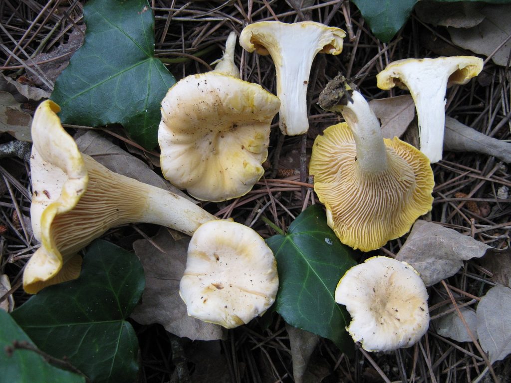 Several fungi resting in the leaves and twigs