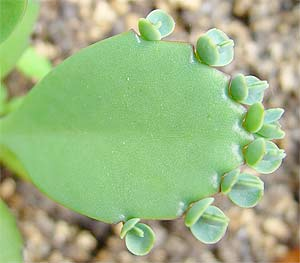 A thick, cactus leaf with smaller leaves growing off of it