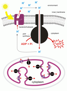 Diagram demonstrating the reaction of ATP synthesis