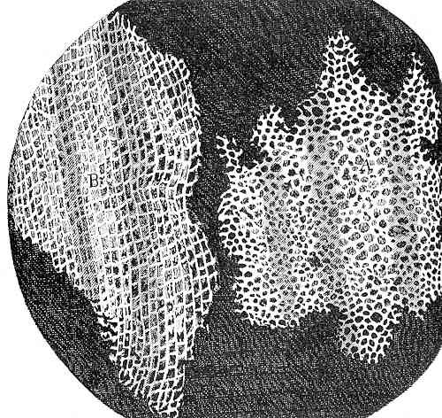 The Cells of Cork, on a warped black background, the cells look white with holes revealing the black background, the left cell looks like a irregular teardrop, the right has more ragged edges and looks like a leaf