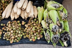 The husks of several corn, next to the small, circular corn smut