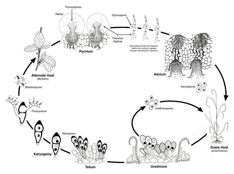 The circle of life of Puccinia graminis, from karyogamy to their growth into aecium, and the decayed form as a grass host
