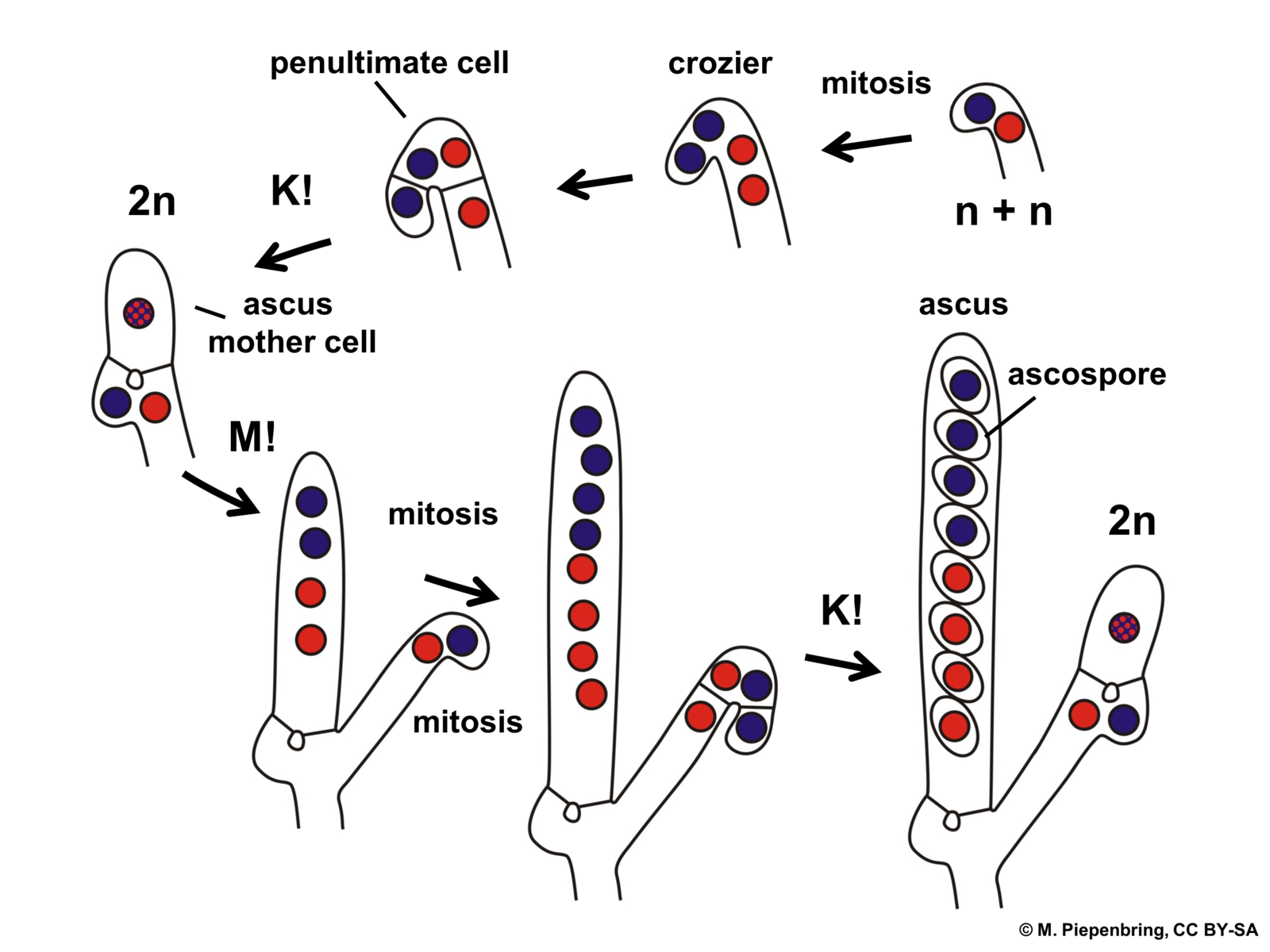 Acus mother cell going through mitosis