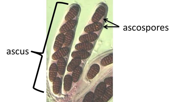 Chapter 12: Fungal sex and fungal groups – Inanimate Life