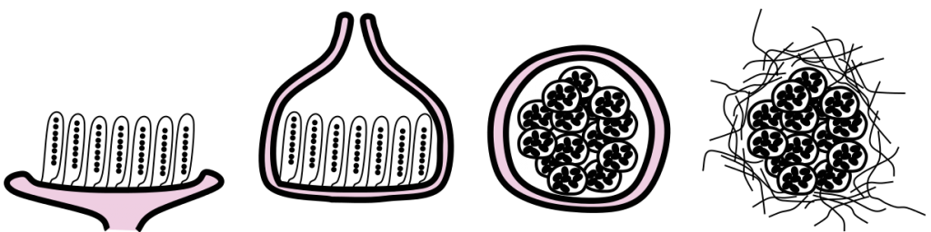 Schematic diagram of tissue organisation in the various fungal ascomatal types (left-right): apothecium, perithecium/ pseudothecium, cleistothecium, gymnothecium