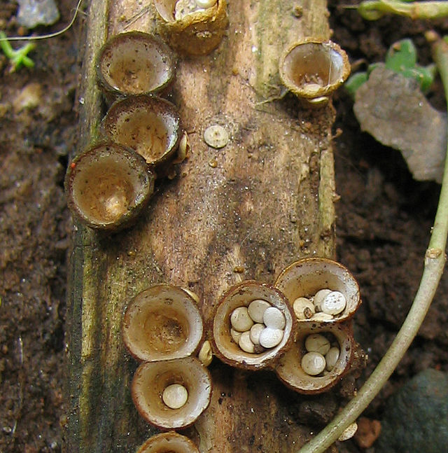 Birds nest fungus, grows in a cup like structure with smaller, white growths in the center