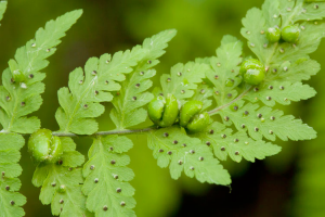 The branch of a fern. Several mature leaves grow off of it, as well as several small buds growing off of the branch