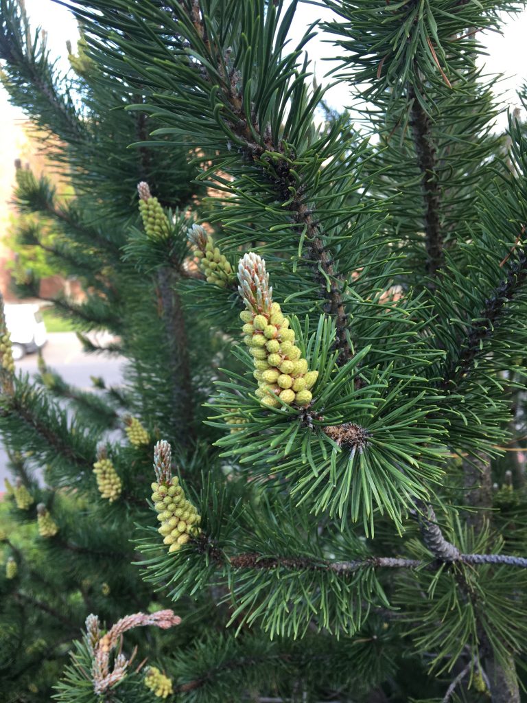 A pine tree, on each branch there are many of the thin, long evergreen leaves, and at the tip a cluster of small green pinecones