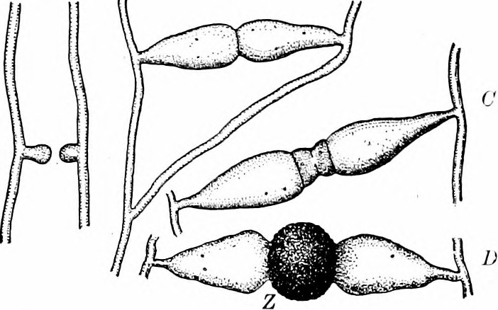 Rhizopus zygospore. Conjugation of Rhizopus: A, B, C, D, succeessive stages in the production of the zygospore. 447. Under certain conditions short lateral branches spring out near one another from neighboring haphae and grow until their tips are in contact. The end parts of the branches become cut off by septa. They are the gametes, which fuse after the walls have been absorbed at the point of contact. The result is the formation of a thick-walled resting spore, or zygospore