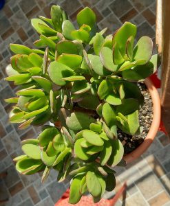 A cactus in a pot